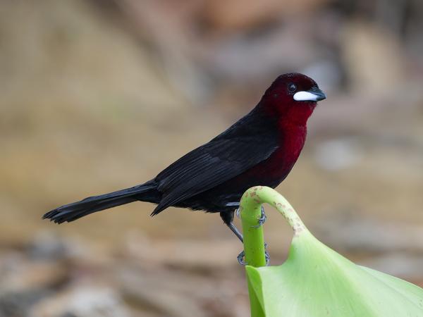 Fluweeltangare (Ramphocelus carbo)